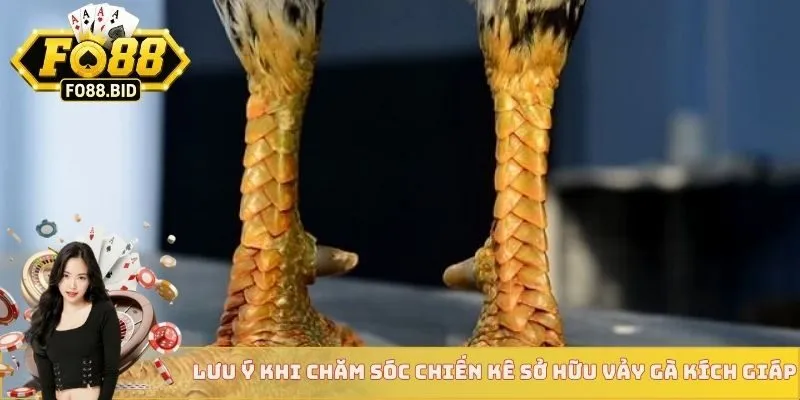 Vảy Gà Kích Giáp - Cách Biết Chiến Kê Đá Hay Từ FO88 4 Lưu ý khi chăm sóc chiến kê sở hữu vảy gà kích giáp